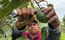 Productor de aguacate agradece a EU por reanudar exportaciones desde Michoacán; inspecciones regresan a todos los municipios