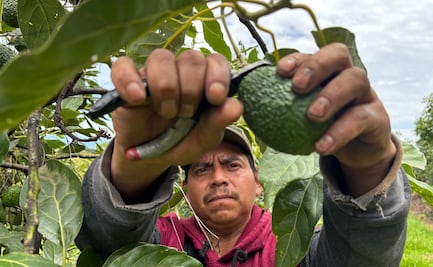 Productor de aguacate agradece a EU por reanudar exportaciones desde Michoacán; inspecciones regresan a todos los municipios