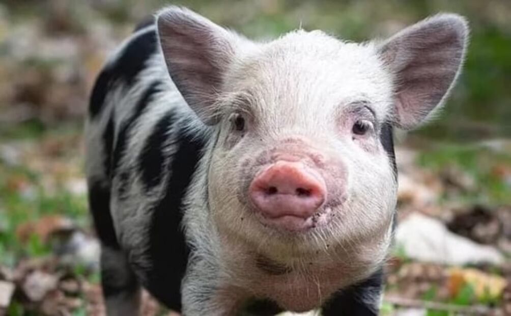 Denuncian a hombre que adoptó a una cerdita como mascota y la hizo a la parrilla con sus amigos