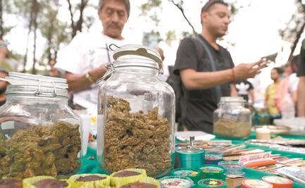 Piden al Senado modificar dictamen sobre cannabis