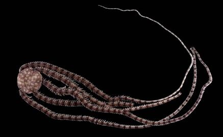 Endemic brittle stars discovered in Mexico show how cave fauna has adapted to extreme environments