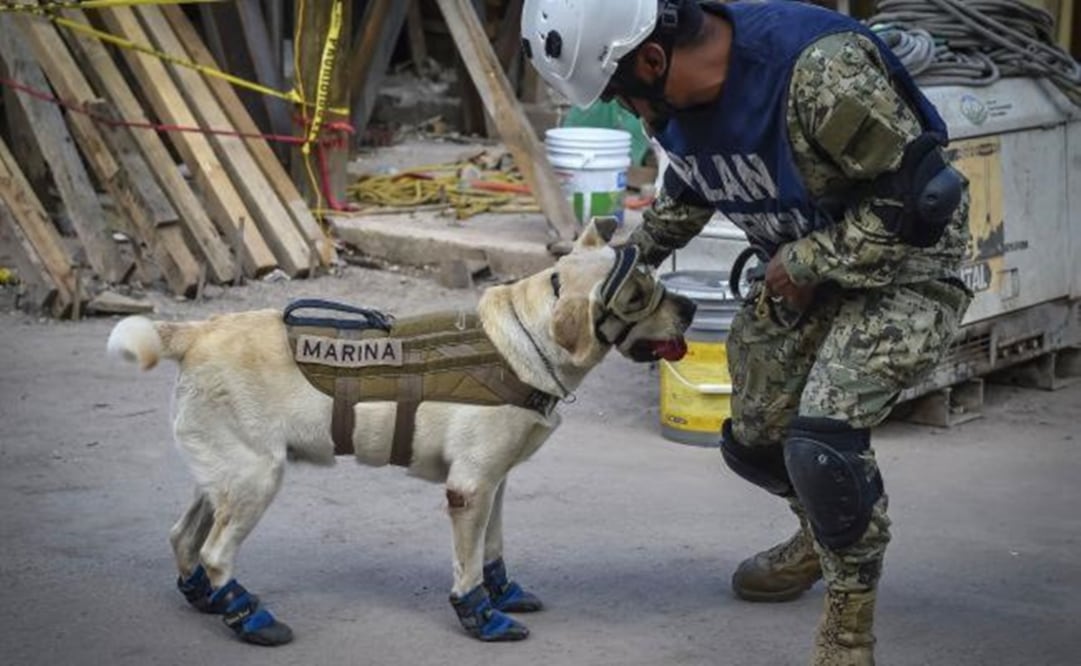 Frida the rescue dog – File photo/REUTERS