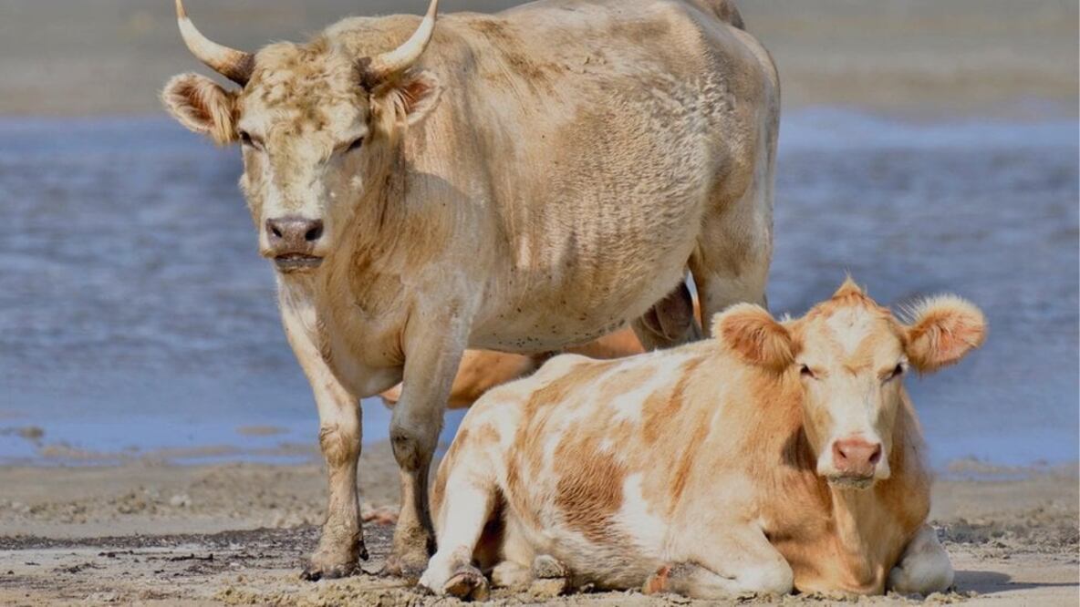 Si bien las vacas saben nadar, su travesía de varios kilómetros está fuera de las habilidades conocidas de estos animales (Foto: Rhonda Hunter Photography)
