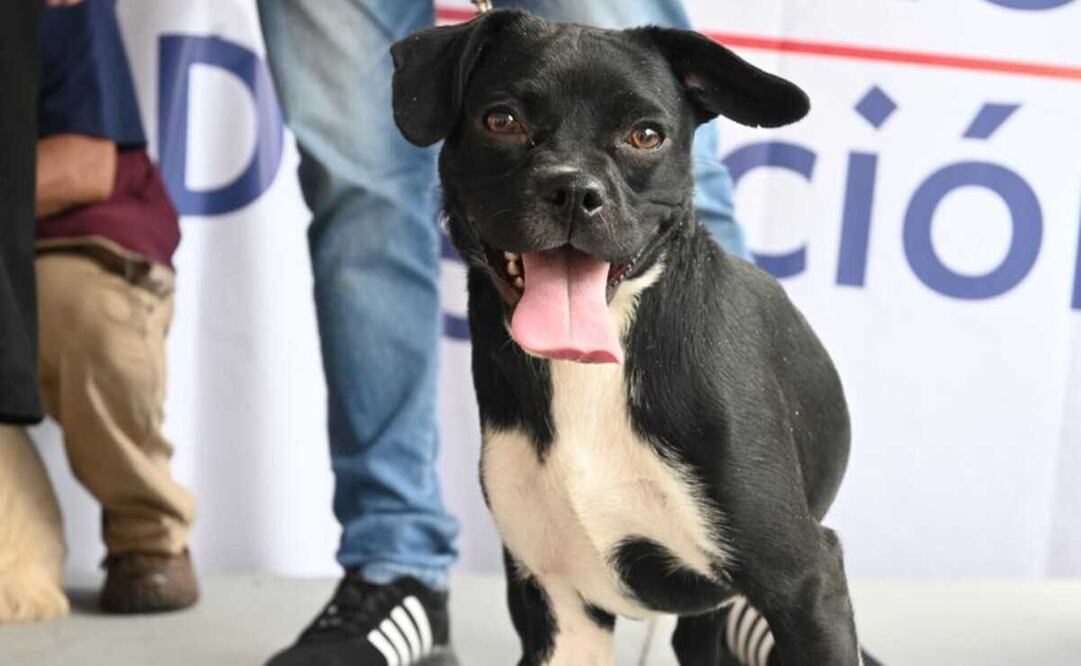 Los perritos posaron y dejaron ver lo obedientes, sociables, nobles y cariñosos que son para cautivar a sus futuros humanos de compañía. Foto: Especial 