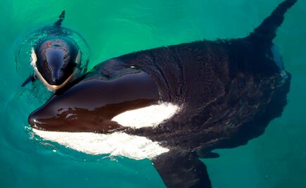 ¿Una orca puede decir "hola" y "adiós" en inglés?