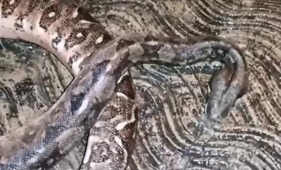 Una boa provocó el estallido de un transformador y dejó sin luz a 15 colonias de Mérida. Foto Especial