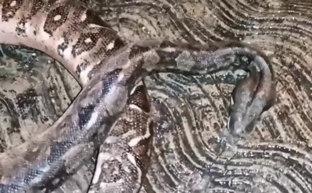 Una boa provocó el estallido de un transformador y dejó sin luz a 15 colonias de Mérida. Foto Especial