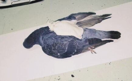 Abaten a paloma cuando introducía droga a penal argentino