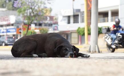 Por maltrato animal, hombre deberá pagar 5 mil 700 pesos a dueño del perrito "Chuchito"