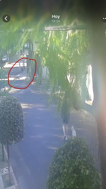 Quadri acusa que un pastor belga mató a su perrito Vito (27/01/2026). Foto: Especial