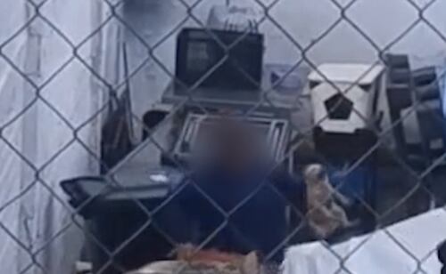 Veterinarian Arrested in Nogales for Animal Cruelty After Video Surfaces