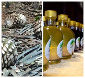 Conoce otras bebidas destiladas de agave