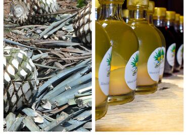 Conoce otras bebidas destiladas de agave