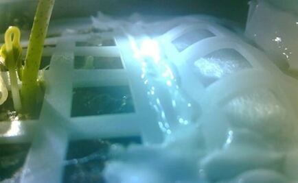 Por primera vez, una semilla germina en la cara oculta de la Luna