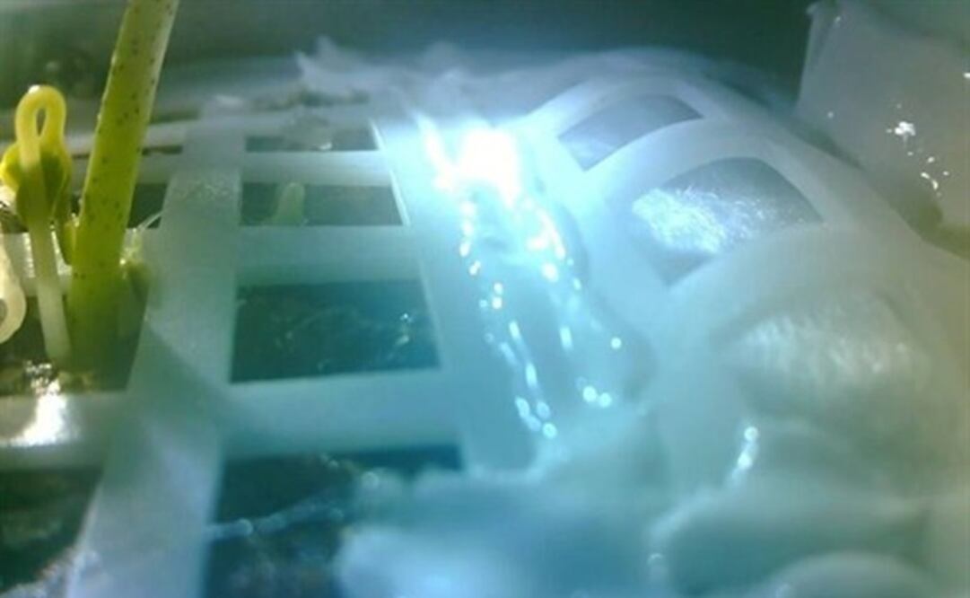 Foto: UNIVERSIDAD DE CHONGQING/CGTN