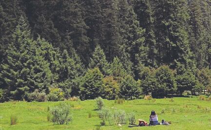 Bosques que puedes visitar en CDMX sin gastar mucho