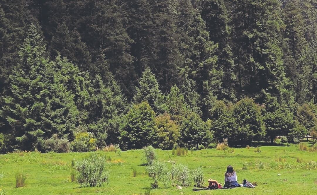 Los Dinamos, uno de los bosques que puedes disfrutar en CDMX. Foto: Archivo EL UNIVERSAL