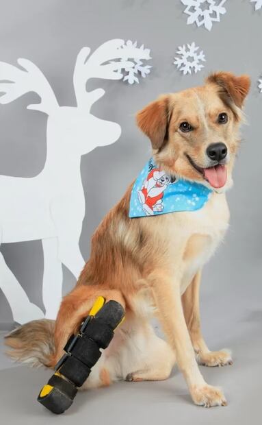 Nemo argentino: La historia del perrito discapacitado que ha conmocionado en redes