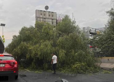 Cae árbol en carriles centrales de Periférico a la altura de Ciudad Satélite