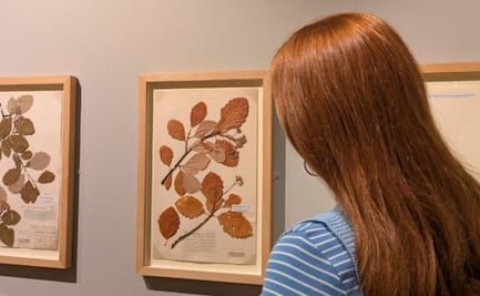 Roban más de 600 piezas históricas del Museo de Bristol; buscan a cuatro sospechosos