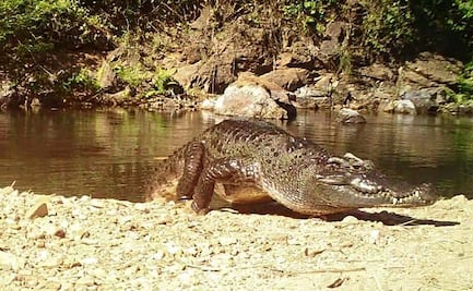 Captan en fotografía a cocodrilo de una especie casi extinta