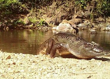 Captan en fotografía a cocodrilo de una especie casi extinta