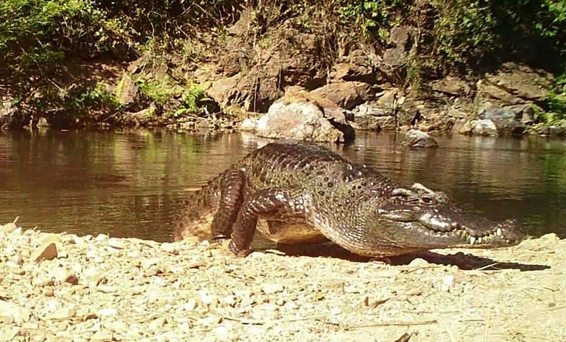 Foto: AFP PHOTO / Kaeng Krachan National Park