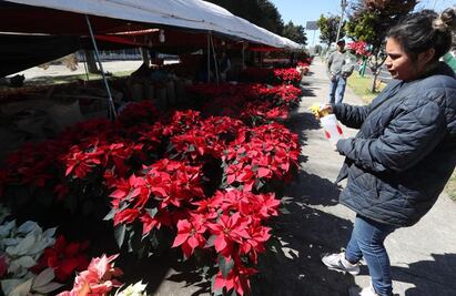 Arranca la venta de Nochebuenas en el Edomex; prevén derrama económica de 50 mdp
