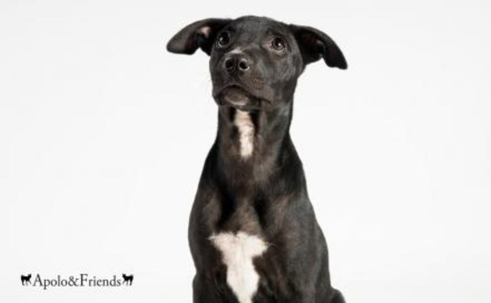 Convierten a perritos de la calle en estrellas caninas