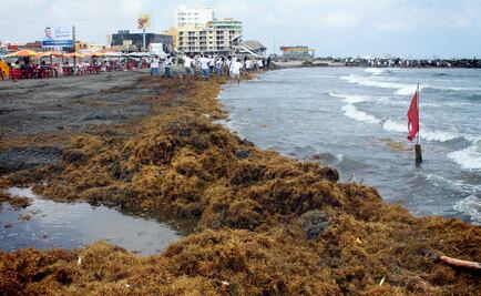 Evaluará UNAM instalación de vallas contra el sargazo