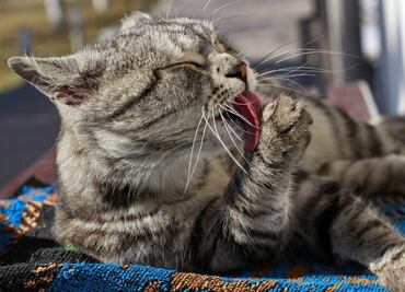 Aprende a relajar a un gato como un experto