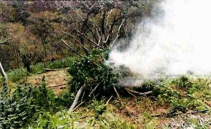 Incineran más de 86 toneladas de marihuana en Jalisco