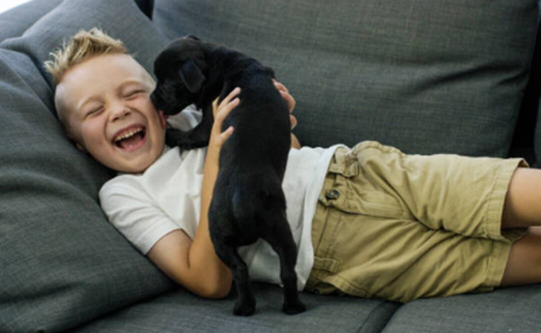 Metro CDMX pone en adopción a más de 38 perritos. Foto: Pixabay