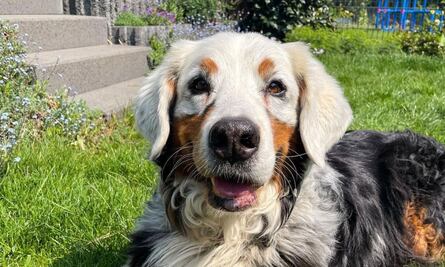 Fanny, la perrita que roba corazones por tener pelaje con esta condición autoinmunitaria