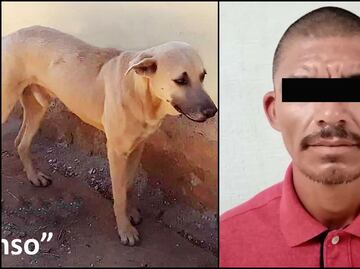 Detienen a hombre por herir de muerte a “Alonso”, un perrito criollo de 4 años