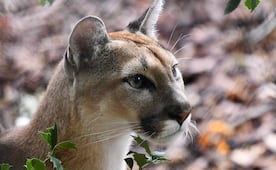 Cámara capta a puma haciendo gesto peculiar en Calakmul; así fue el momento