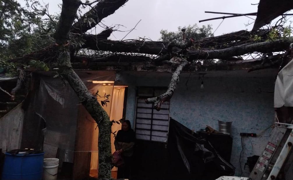 Las precipitaciones provocaron la caída de dos árboles en el Centro de Tlalpan. Foto: Especial.