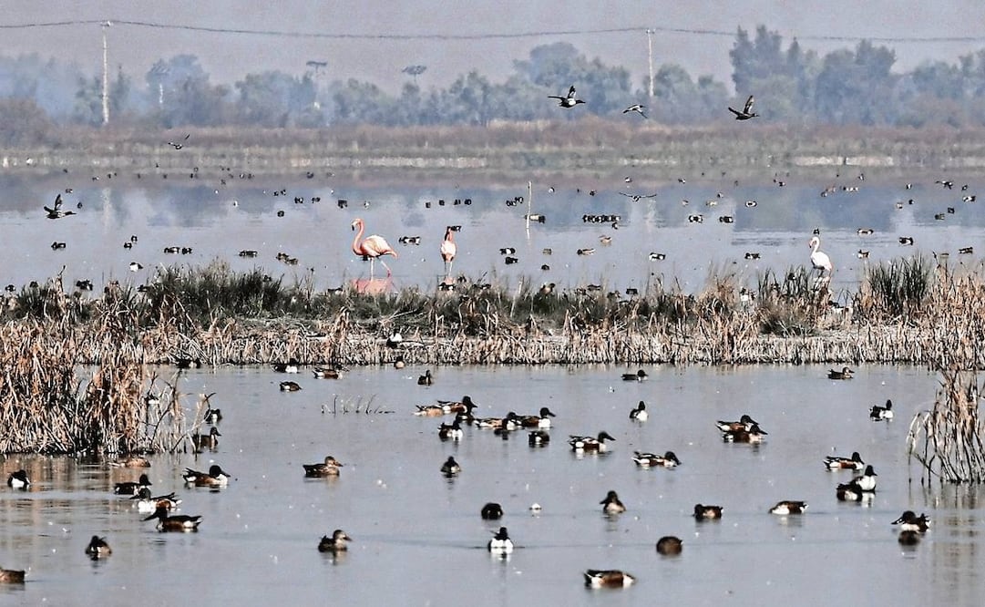 Familia de flamingos avistada en la lago Nabor Carrillo en el parque ecológico Lago de Texcoco. Foto: Gabriel Pano / EL UNIVERSAL