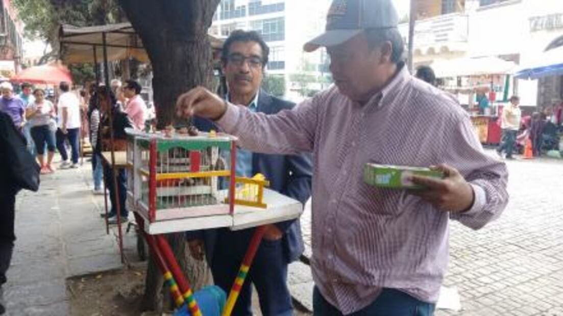 Pajaritos, ahora te leen la suerte… en las cantinas 