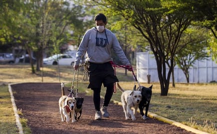 En el Congreso CDMX buscan regular a paseadores de perros