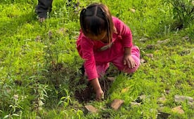 Jornada de Reforestación 2026: ¿cómo y dónde puedo participar?; consulta aquí la ubicación exacta en tu estado