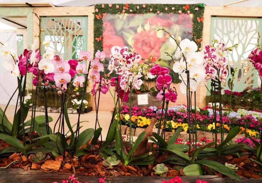 Cada semana se recibirán 300 mil plantas para ser instaladas en distintos puntos de la ciudad. Foto: Especial