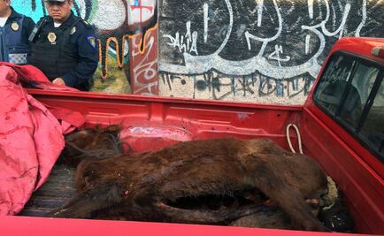 Encuentran al menos 20 caballos muertos en tráiler; hay 6 detenidos