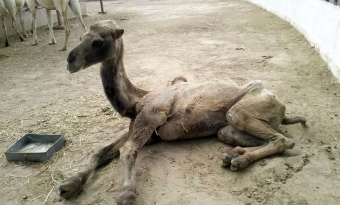 Tomada de @PROFEPA_Mx