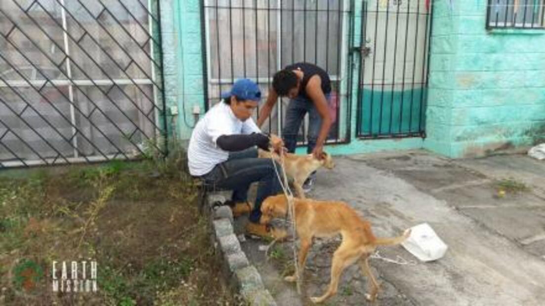 Perros abandonados cometen “canibalismo” en Veracruz