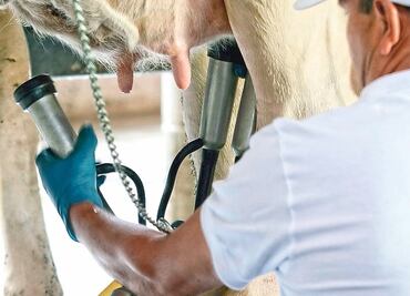 Ganaderos, una industria olvidada por el T-MEC