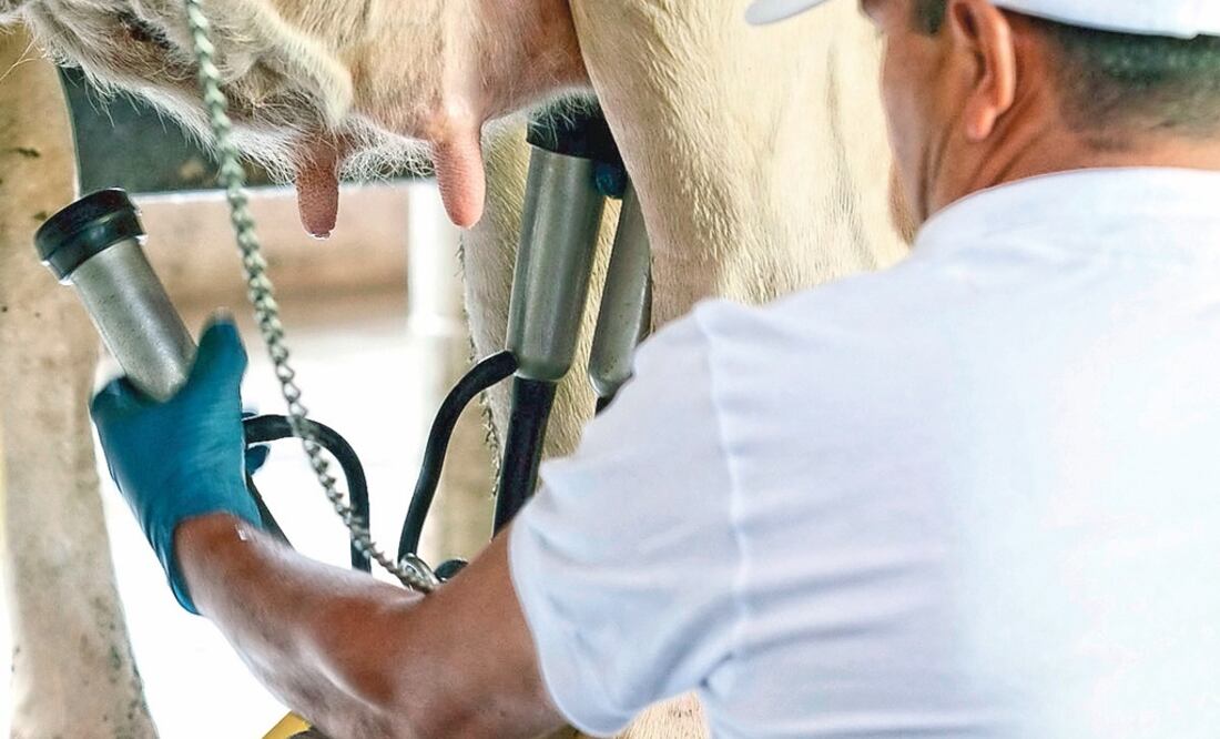 Consumo. De acuerdo con los ganaderos, el consumo de leche en México es de 15 mil millones de litros. ARCHIVO EL UNIVERSAL