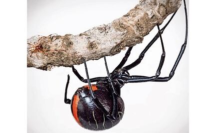 Niños se dejan picar por una viuda negra en Bolivia para "ser El Hombre Araña"