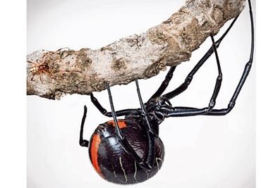 Niño boliviano se hace picar por una viuda negra para convertirse en Spiderman