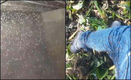 Pobladores denuncian muerte de ganado por nubes de moscos Culex en Tula, Hidalgo; demandan  intervención inmediata de autoridades